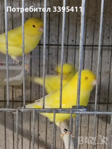 Продавам цветни канари, снимка 7 - Канари - 52188924