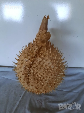 Бодлива риба или риба балон за декорация, снимка 5 - Други - 53069381