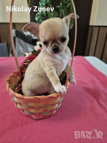 Чихуахуа , снимка 2 - Чихуахуа - 52695534