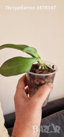 Орхидея Фаленопсис пелорик, снимка 3 - Стайни растения - 43059827