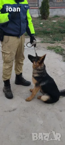 Обучение на Кучета , снимка 3 - Немска овчарка - 49846443