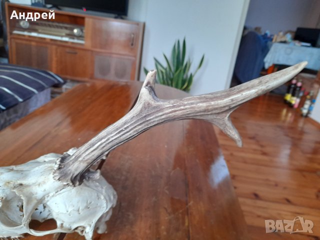 Стар ловен трофей, снимка 4 - Други ценни предмети - 43170594