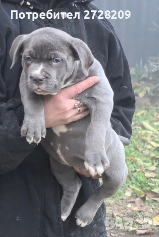 Американско Були Хл/American Bully XL , снимка 11 - Питбул - 52325603