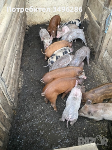 Продавам малки прасенца