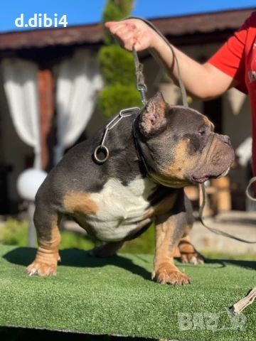 Американско були -покет, снимка 11 - Други - 51169468