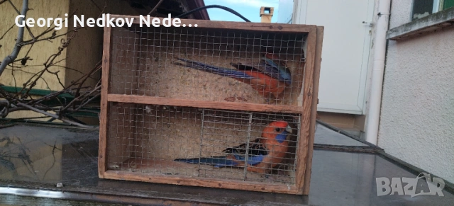 Чифт оранжеви пенанти, снимка 3 - Папагали - 53025313