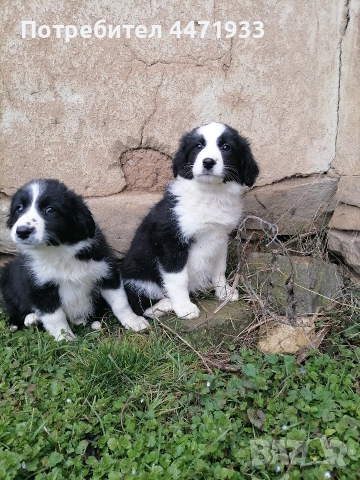 Бордър коли на два месеца , снимка 5 - Бордър коли - 53396183