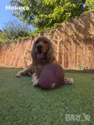 Мъжки кокер търси партньорка