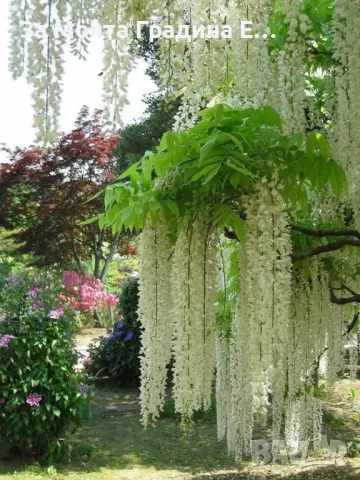 Вистерия -Глициния, снимка 4 - Градински цветя и растения - 49433187