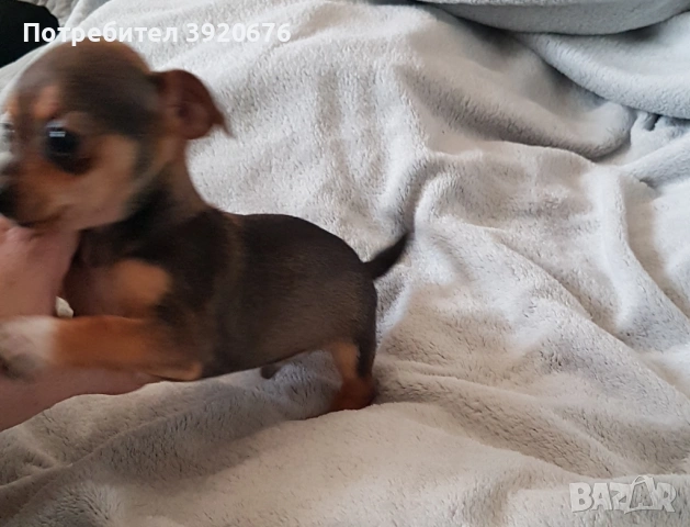 Пинчер - Чихуахуа, снимка 6 - Чихуахуа - 52921291