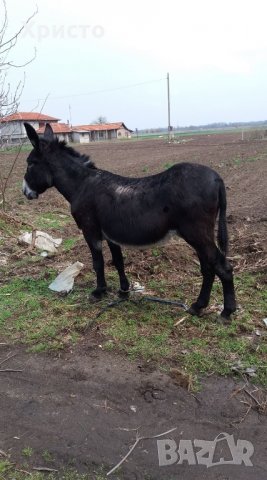 Продавам магаре в идеално състояние, снимка 2 - Други - 28381730