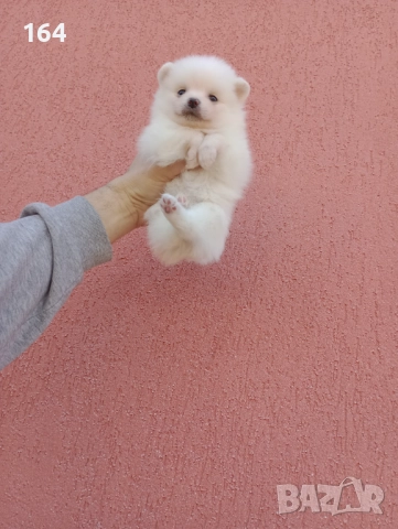 Бяло момченце. Померан. Реални снимки от 29.12.25 г.
