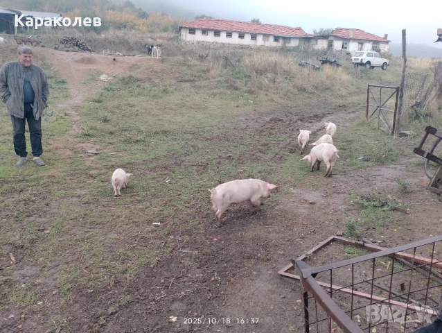 Прасета за угояване и банкети, снимка 2 - Прасета - 52101419