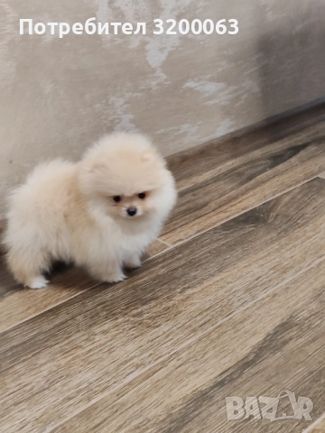 Померан мини мъжко , снимка 6 - Померан - 52320258