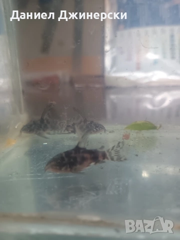 Декоративни риби - Хелер , сом Коридорас , снимка 9 - Рибки - 50343485