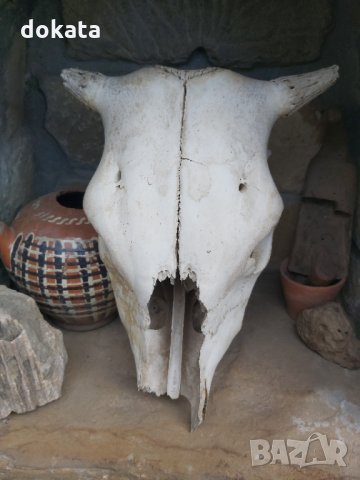 Стар кравешки череп, снимка 2 - Други ценни предмети - 35238355
