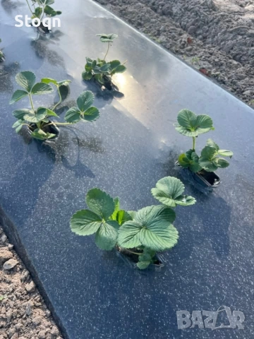 ягодов разсад , снимка 3 - Разсади - 52361676