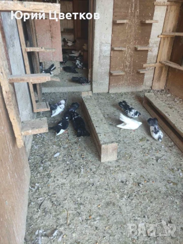Ломски високолетачи, снимка 13 - Гълъби - 51102124