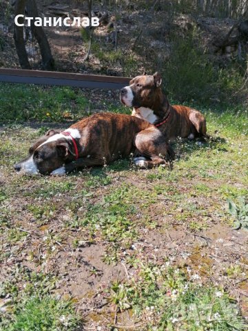Тигров питбул за разплод ... , снимка 18 - Питбул - 31691648
