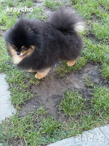 Померан мъжки, снимка 3 - Померан - 52859631