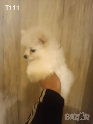 продавам мъжко мини шпиц , снимка 1