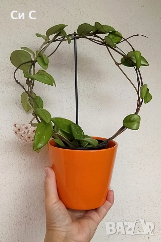 Ароматна 💯 ХОЯ, снимка 2 - Стайни растения - 50780172