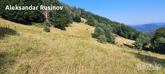 Продава земя в Родопите, снимка 2 - Земеделска земя - 51240486