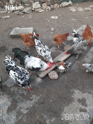 Продавам млади домашни кокошки и петли 