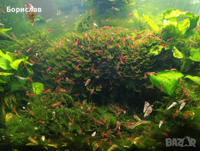 Охлюви мелания спираловидни. Скариди ред чери неокаридина., снимка 5 - Други - 53207101