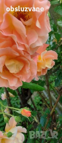 Резници Оранжев трендафил 💥, снимка 2 - Градински цветя и растения - 14774196