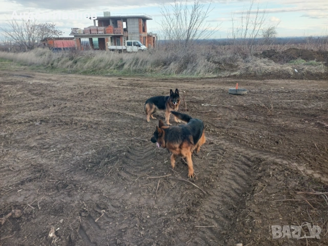 Парцел ( земеделска земя , лозе ) 