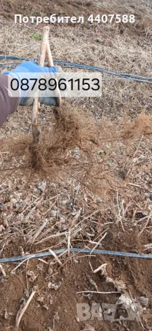 Расзад ягоди и малини , снимка 14 - Разсади - 49590414