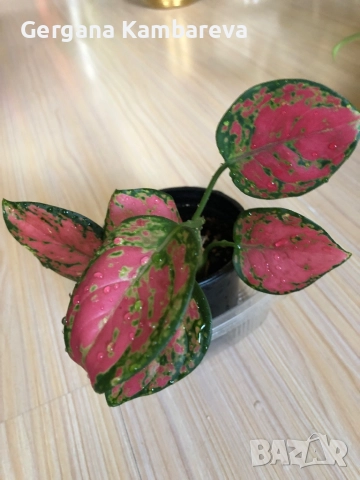 Aglaonema Crimson Love , снимка 2 - Стайни растения - 52919565