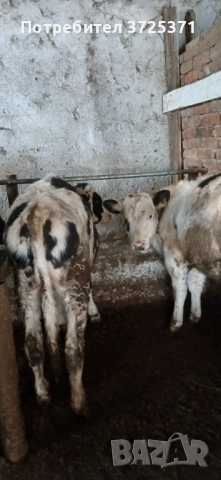 Продавам 2 бр телета , снимка 6 - Крави - 52905013