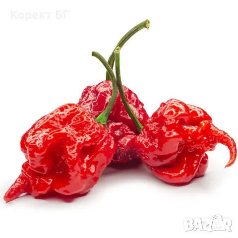 Чушка и семе от най-лютите сорт чушки в СВЕТА! Каролина Рийпър, Червено Хабанеро, Халапеньо 
