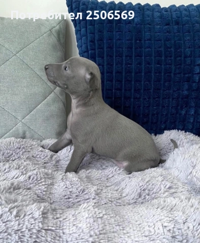 Продавам кученца италианска хрътка, снимка 15 - Хрътка - 53012848