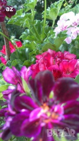Висящи мушката, снимка 1 - Градински цветя и растения - 26450321