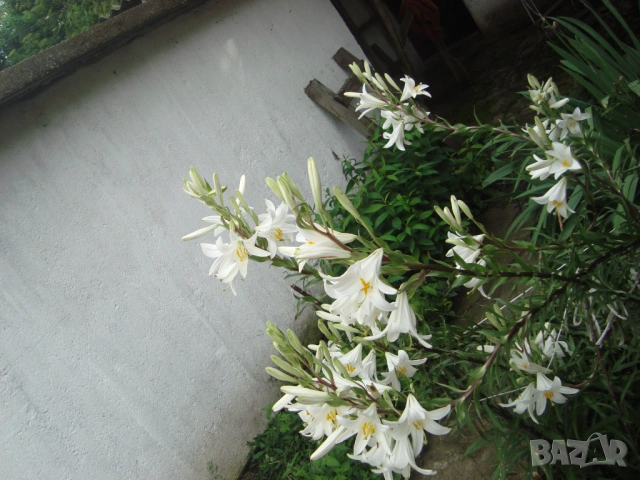 Бял крем, Бял лилиум (Lilium candidum)