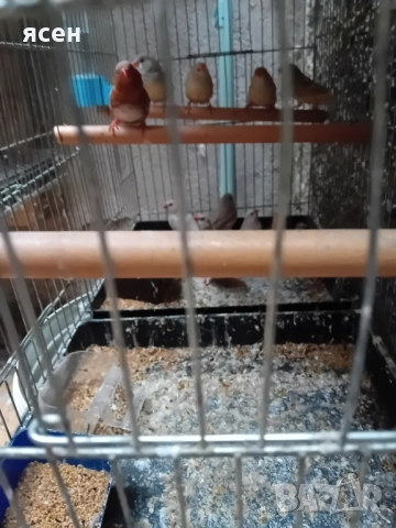 Продавам зеброви амадини джъмбо , снимка 7 - Амадини - 52339112