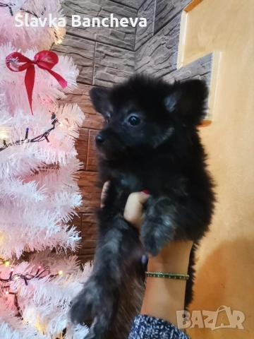 померан шпиц момче имомиче