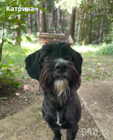 Женски Schnocker/Шнокер (микс с кокер шпаньол) си търси мъж, снимка 3 - Други - 48058192
