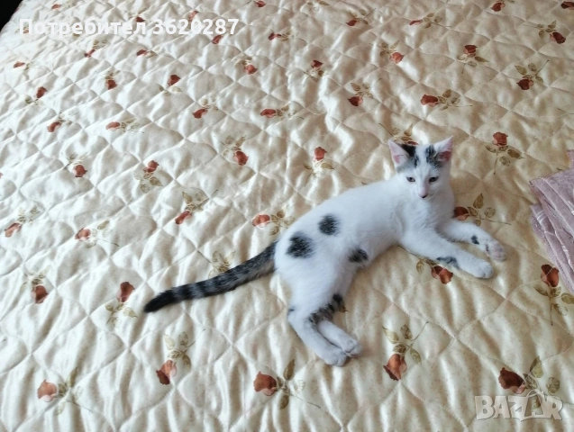 Търсят дом , снимка 2 - Други - 50969373