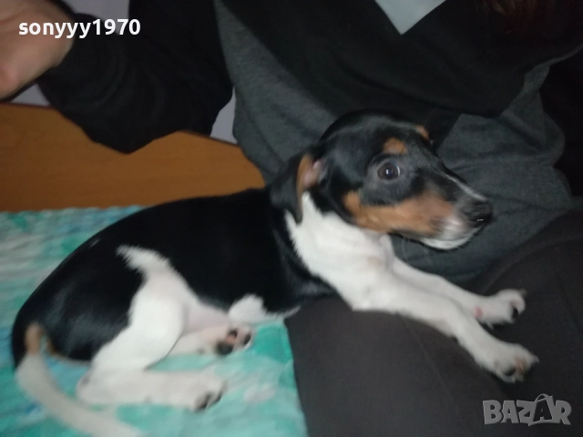 СЛАДКА КУКЛА ДЖАК РЪСЕЛ-0311250521, снимка 7 - Джак ръсел териер - 52269517