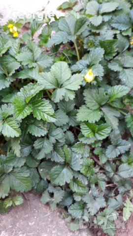 Ягоди декоративни, снимка 3 - Градински цветя и растения - 36672093