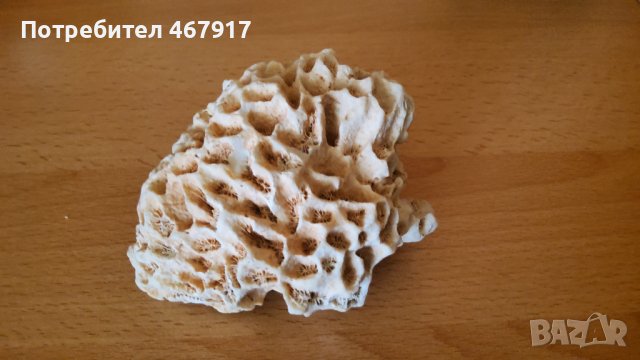 Корали от атлантическия океан