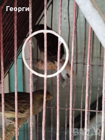 Продавам канарчета, снимка 2 - Канари - 51863467