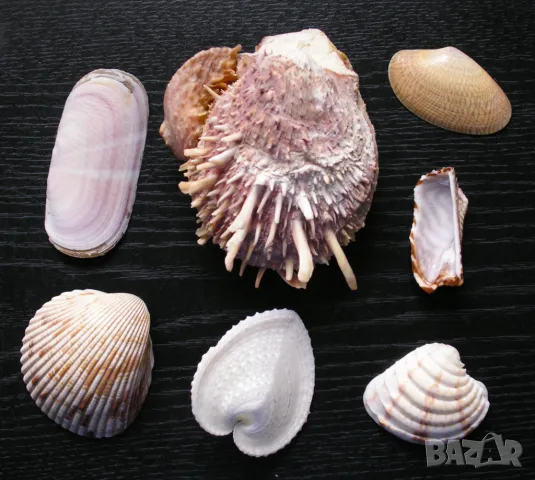 колекция от морски дарове (всичко за 5 лв)