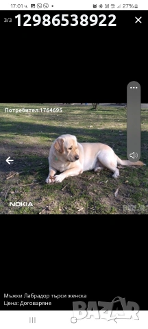 Лабрадор , снимка 2 - Лабрадор ретривър - 53479844