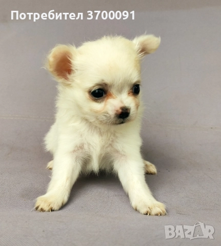 чихуахуа , снимка 1