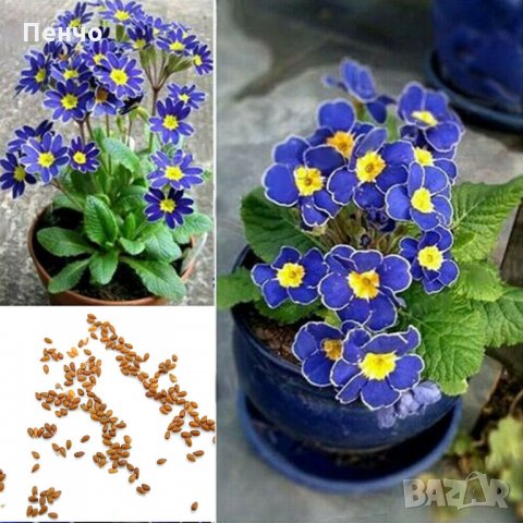 100 бр редки семена от цвете цветя синя вечерна иглика лесни за засаждане в градината градински деко, снимка 5 - Стайни растения - 28091369